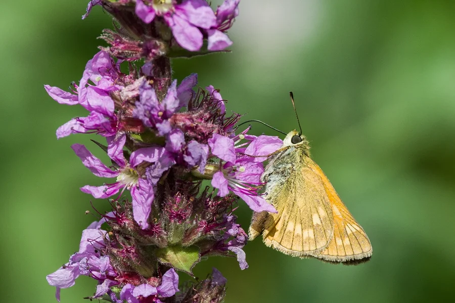 _IMG5660 03. August 2019 Melkendorf.webp