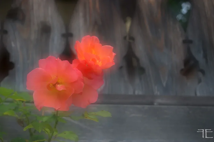 20190803-_IGP6888.webp