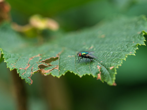 Garten Juli 19_288_2.jpg