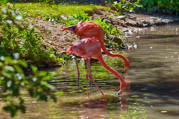 SchmFlamingos2SynchronCL90280FINENDVERSIONFINFINFIN_720x480.jpg