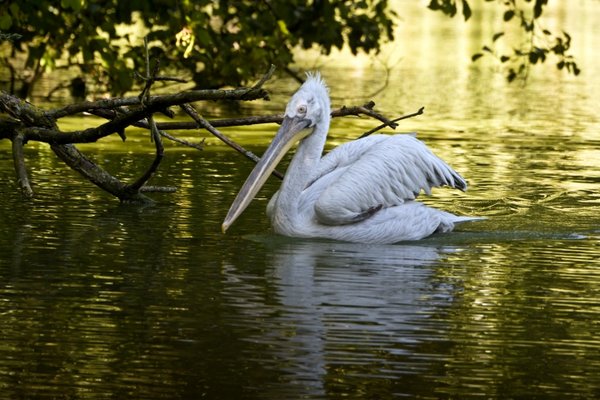 SchmPelikanimWasserCL90280FINAUTOHELLFINFINFIN_720x480.jpg
