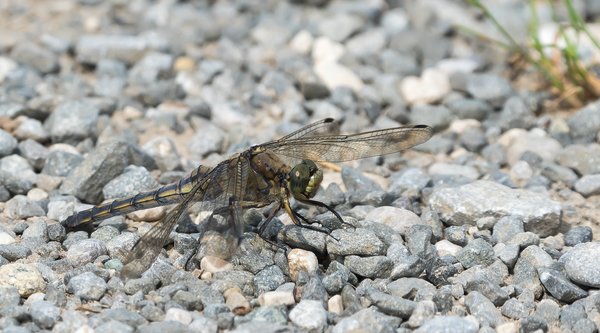 forumP8281473-Bearbeitet.jpg forumP8281473-Bearbeitet.jpg