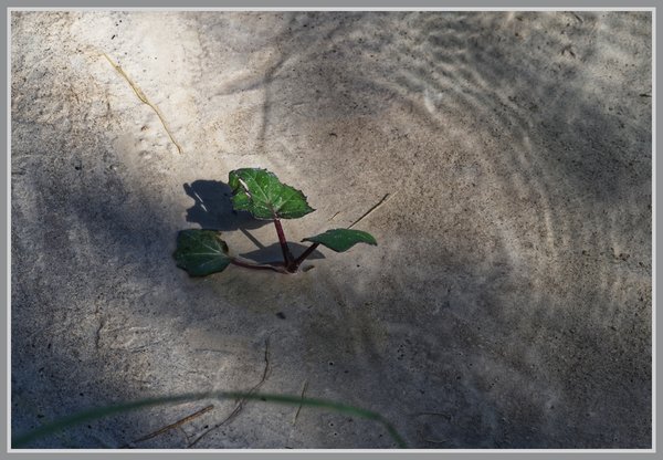 _small__IMG0602_2_DxO.JPG