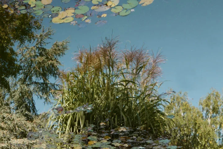 SpiegelungBotgartenteich#2andAufnahmeSL2490FINENDVERSIONLIKO_719x480.jpg
