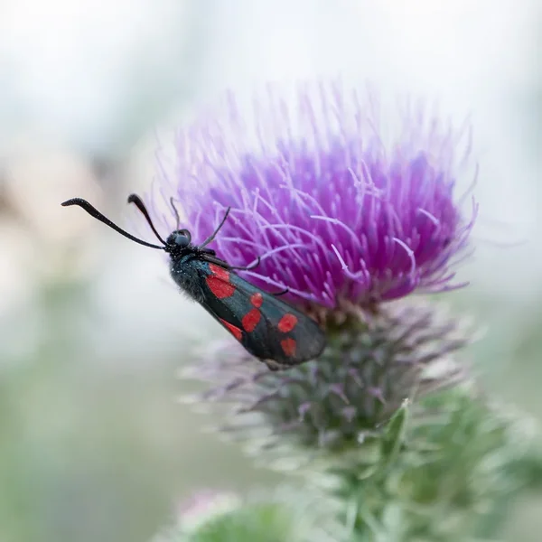 ci_10_PG9_3367.webp