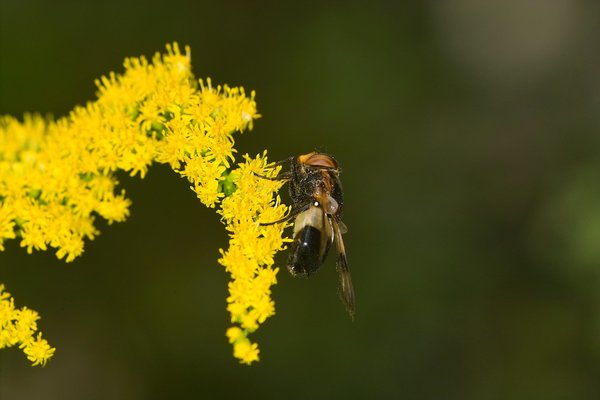 IMG13057-a.jpg