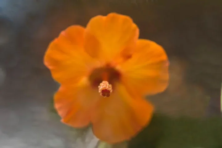 HibiskushinterglasimRegentropfenfreiSL2490Marumi5Diop_720x480.webp