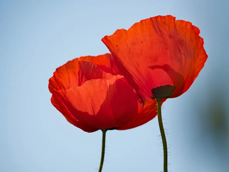 Mohnblumen_01-06-19_0168.webp