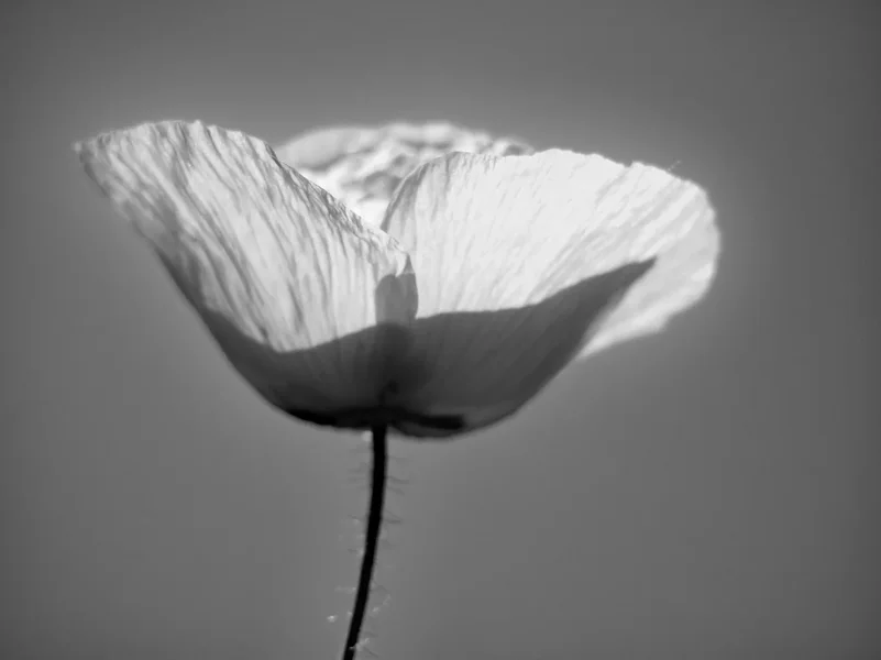 NABU-Naturschutzhof_Mohnblume_sw_01-06-19_0166.webp
