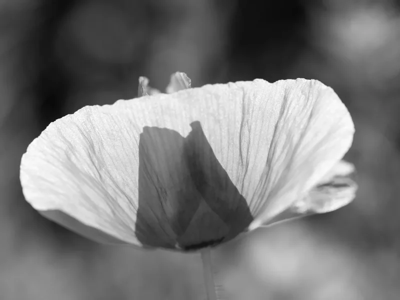 NABU-Naturschutzhof_Mohnblume-sw-01-06-19_0070.webp