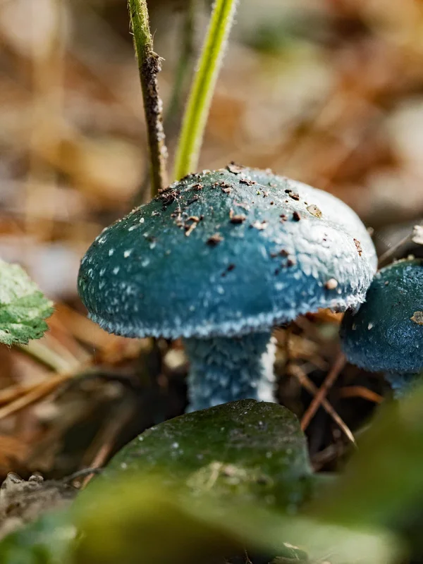 Pilze_13-10-19_0209.webp