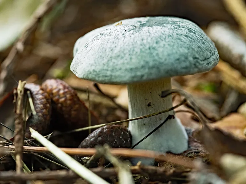 Pilze_13-10-19_0212.webp