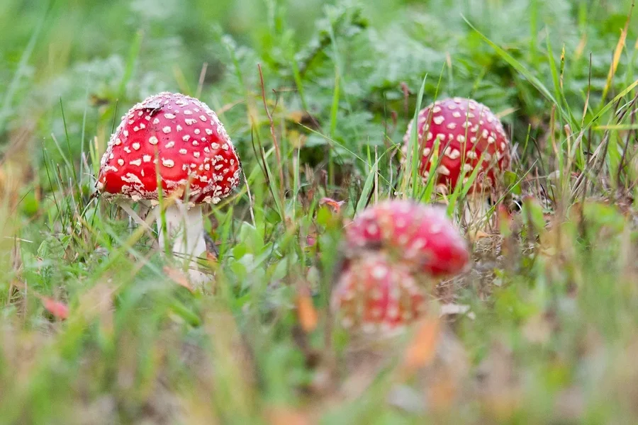 comp_8E4O0979.webp comp_8E4O0979.webp