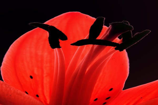 FeuerlillieStaubgefässeQUADRATBERRSLCan180mmFINKOVEFINHGSCHWARZ_720x480.jpg
