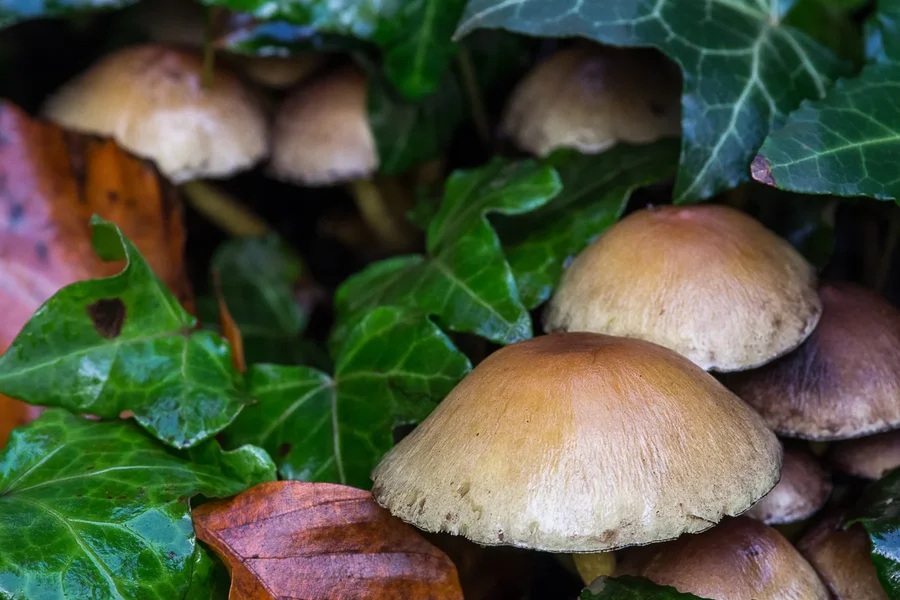 IMGP2803 18. Oktober 2019 Hain.webp IMGP2803 18. Oktober 2019 Hain.webp