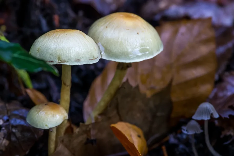 IMGP2813 18. Oktober 2019 Hain.webp IMGP2813 18. Oktober 2019 Hain.webp