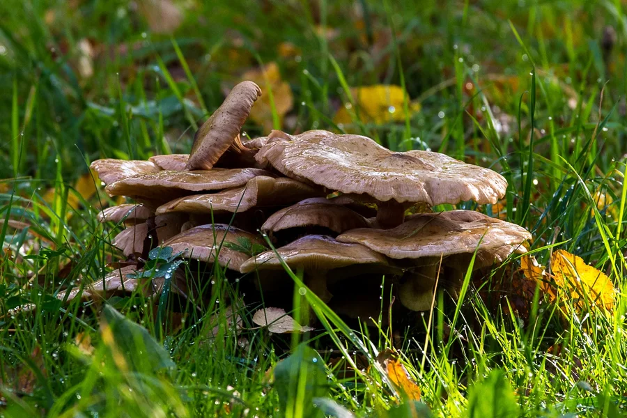 IMGP2822 18. Oktober 2019 Hain.webp IMGP2822 18. Oktober 2019 Hain.webp