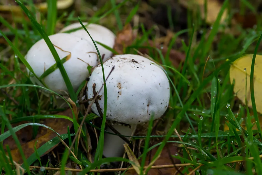 IMGP2835 18. Oktober 2019 Hain.webp IMGP2835 18. Oktober 2019 Hain.webp