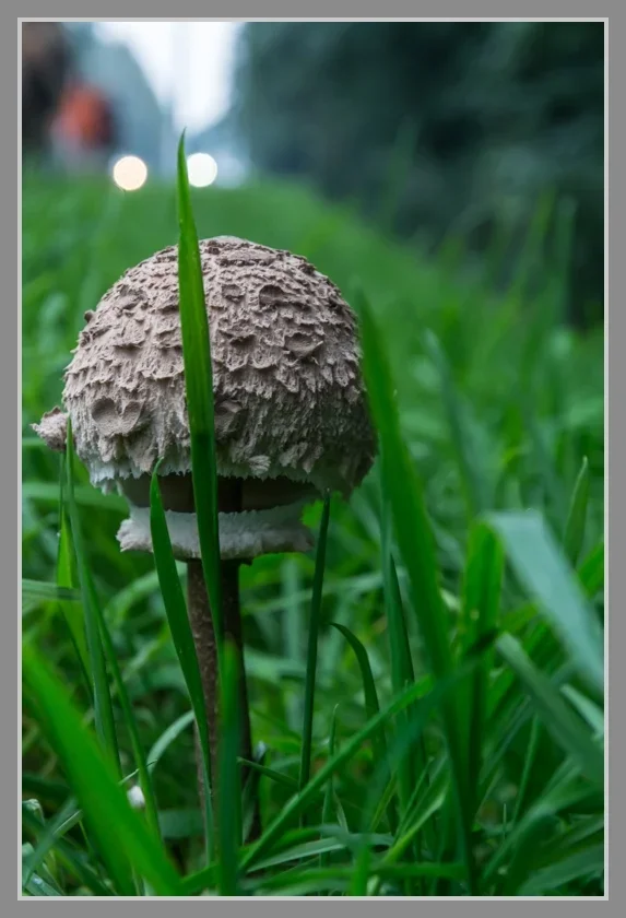 UMB_7288.webp UMB_7288.webp