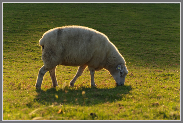 _small__IMG1304_2_DxO.JPG _small__IMG1304_2_DxO.JPG