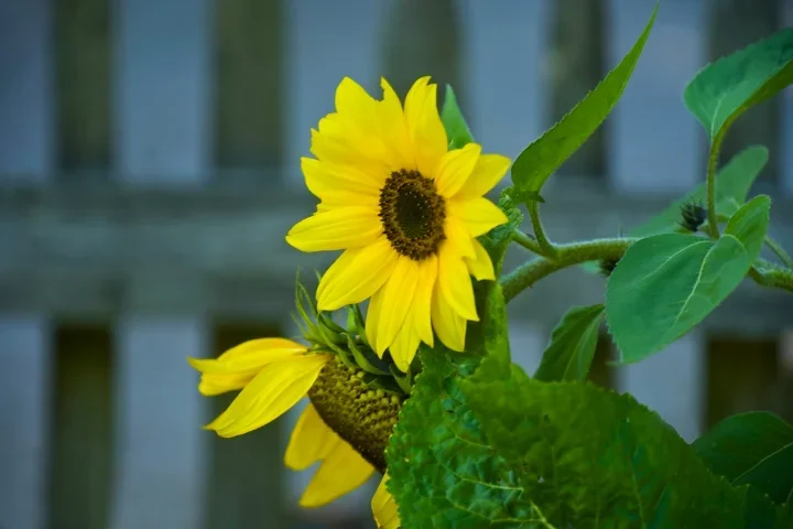 SonnenblumemZaunHGSLC180MacKenko1,4FINDENOISEFINENDVERSION_720x480.webp