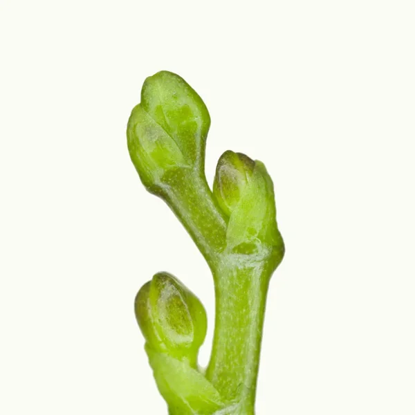 KnospenOrchideenGrünSLMPE65FINQUADRAT.webp
