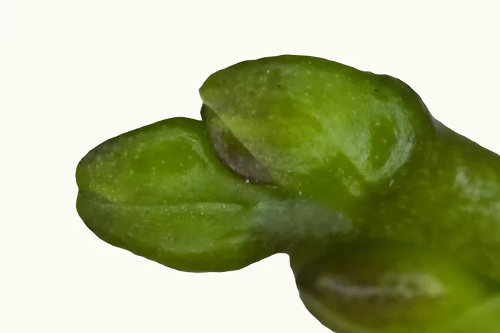 KnospeOrchideeHundekopfSLMPE65FINCROPFINFINFINHGHELLER.webp
