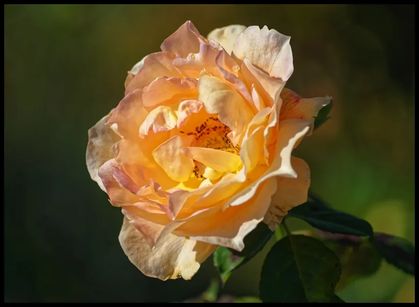 _small__IMG1113.webp