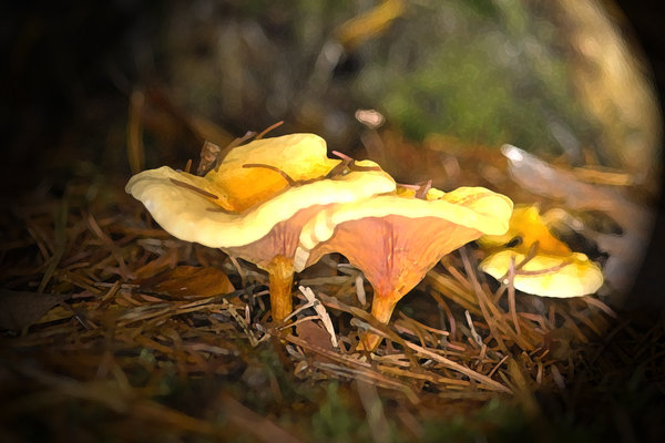 IMG08919-F Kopie.jpg