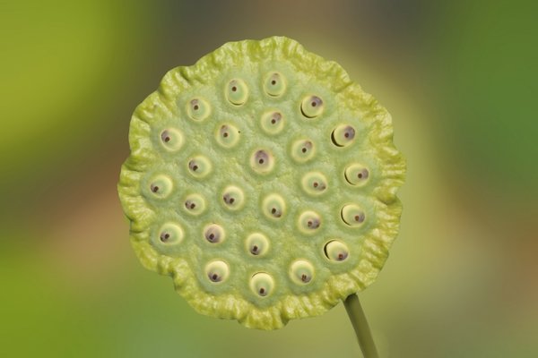 LotusAugenGROSSCL90280FINHGMONT_720x480.jpg