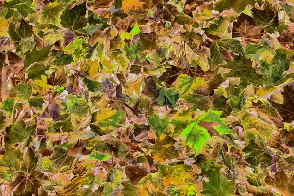 LaubamBodendeckendHerbstSL2490FINNATURTMPFINAUTO_720x480.jpg
