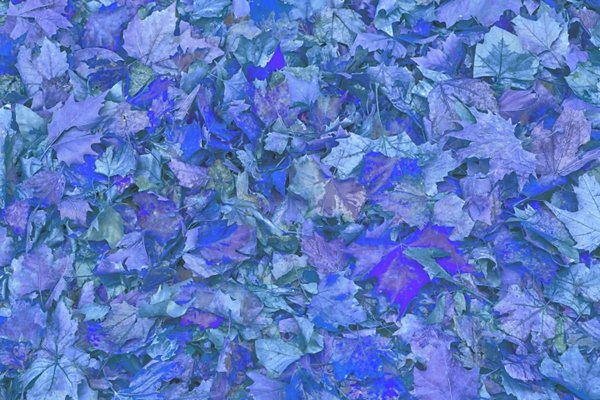 LaubamBodendeckendHerbstSL2490FINNATURTMPFINFARBNEGBLAU_720x480.jpg