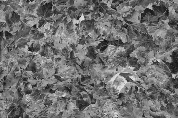 LaubamBodendeckendHerbstSL2490FINSVHWATWEISSGRÜNFI_720x480.jpg