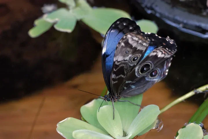Bananenschmetterlongmit-blauemTeilSL2902880APSCFINAUSAUTO_719x480.jpg