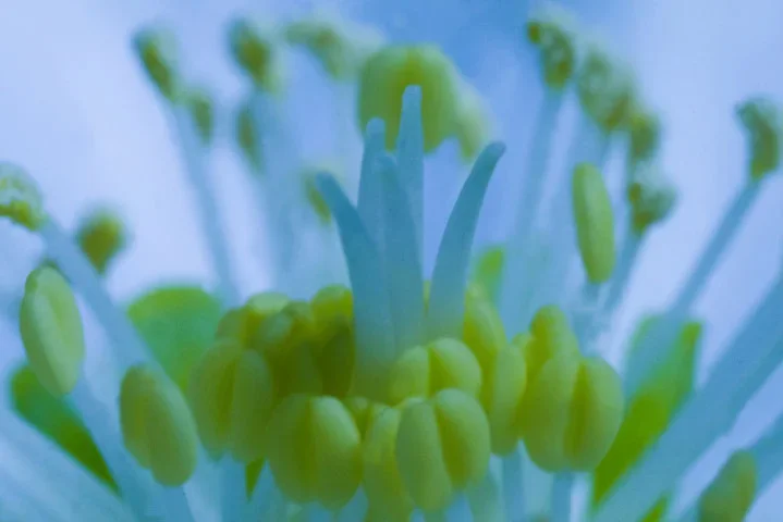 SchneeroseStaubgefmKroneSL2MPEFIN_719x480.webp