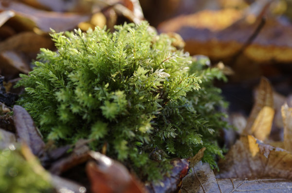 _IGP8975_DxO.jpg _IGP8975_DxO.jpg