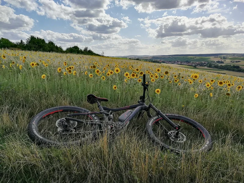 ci_IMG_20190810_172546.webp