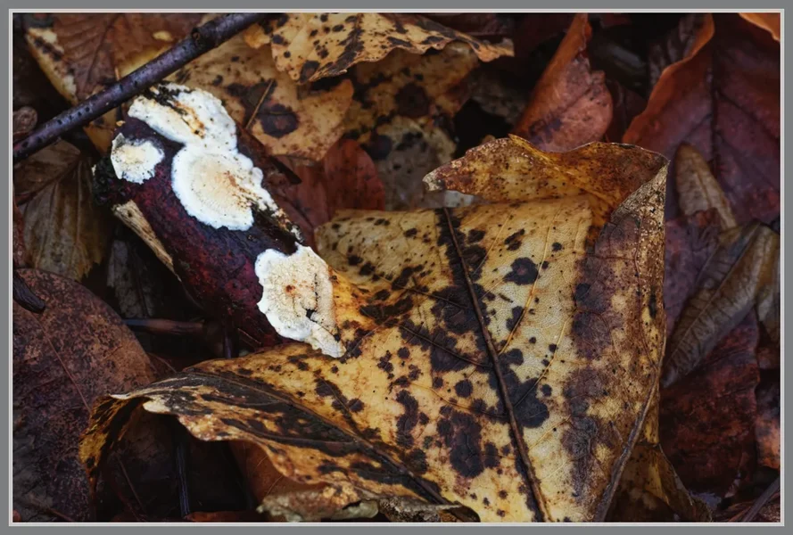 _small__IMG1583_2_DxO.JPG