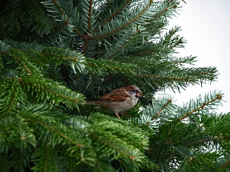 natürlicher-Weihnachtsbaumschmuck_21-12-19_0128.webp