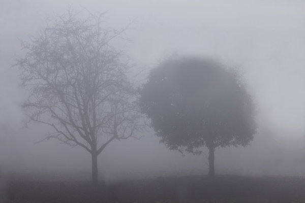 BäumeimNebelKugelbaumSL229FINENDVERSION_720x480.jpg