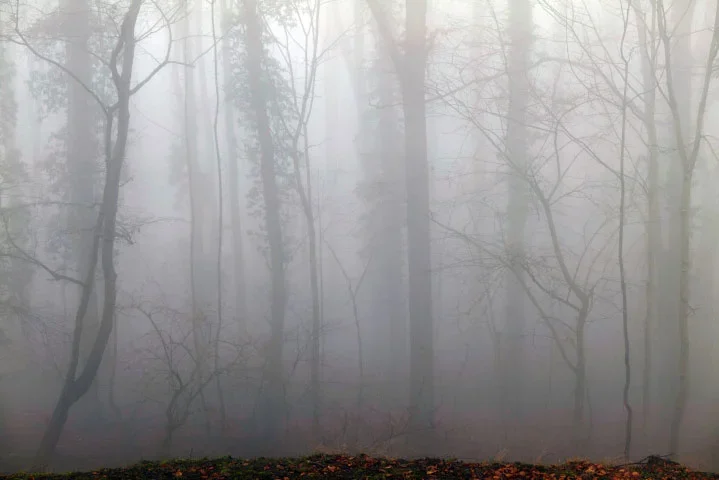 BaumgruppeimNebelmBodenSL22490FINMIKOENDVERSION_719x480.webp