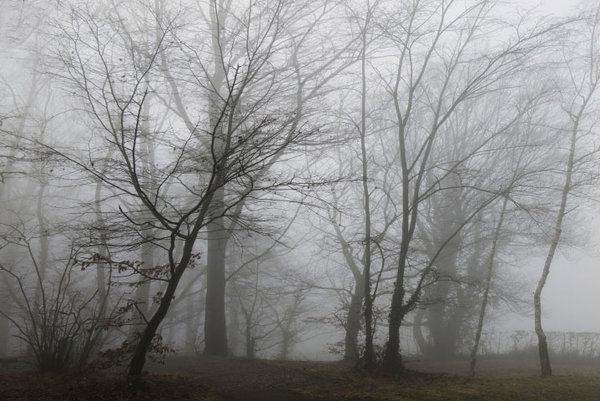 BaumgruppeNebelmStrauchSL224990FINENDVERSION_719x480.jpg