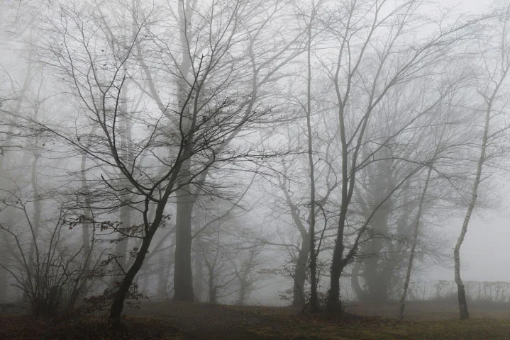 BaumgruppeNebelmStrauchSL224990FINENDVERSION_719x480.webp