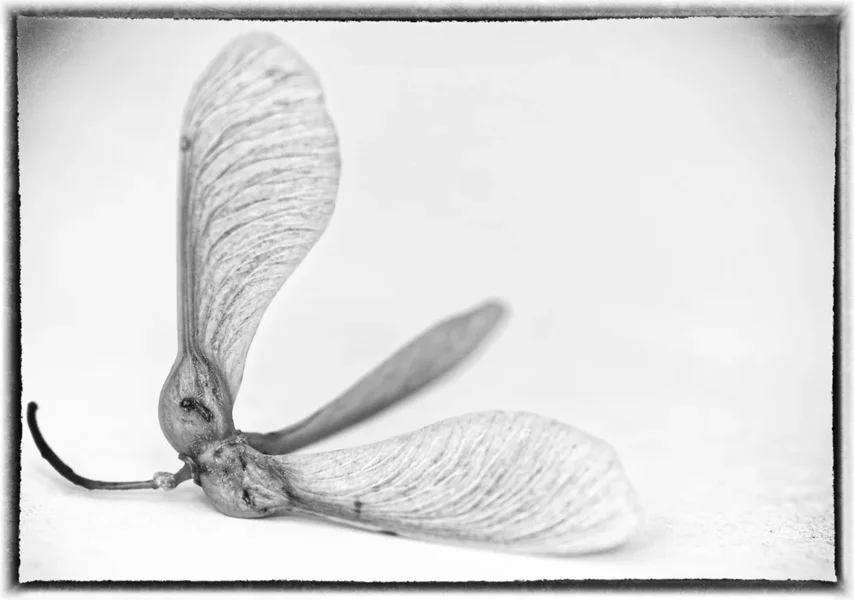 _small__IGP5354_3_DxO_Nik_Nik.webp