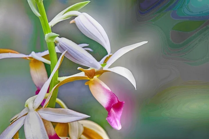 OrchideenrispeschmalSL290280FINAUSMANBERECHTECKTMPMYSTLIKOENDVERSION_719x480.webp