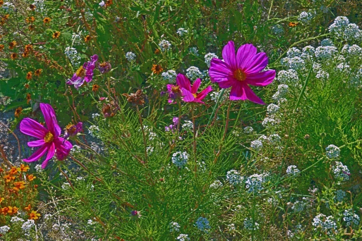 BlumengruppenäheProStrasseCLFINALCROP_720x479.webp