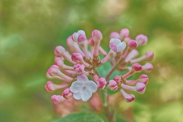 Singlewhieblossomoen beyondothersCLLMac60FINMANBEVARIANTEFINDEN_720x480.jpg