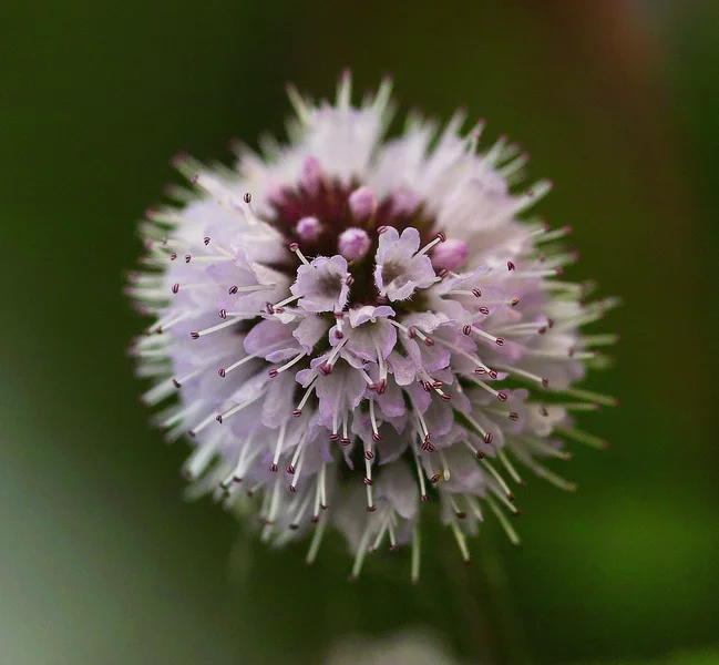 IMG12946-a.webp