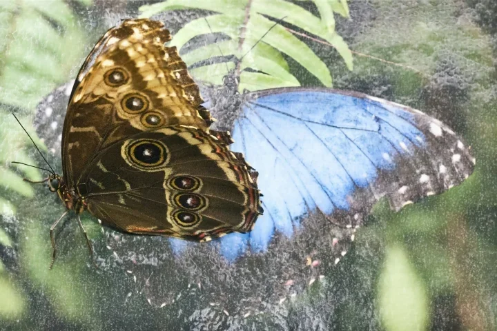 BananenfalteraufAbbbiodungSL29020FINENDVERSION_720x480.jpg