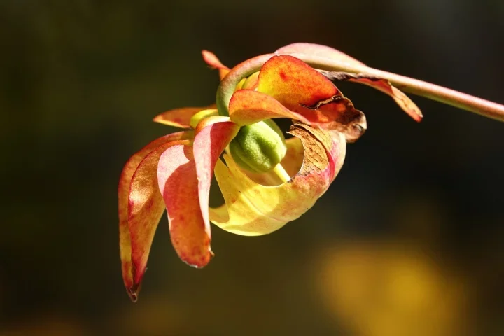 VerblühteBlumemFruchtknotenRX10IIIFINAUSFINKOVE_720x480.webp